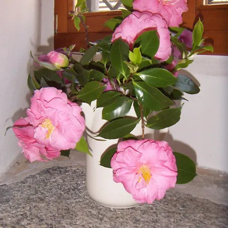 Casa Gialla Tegna